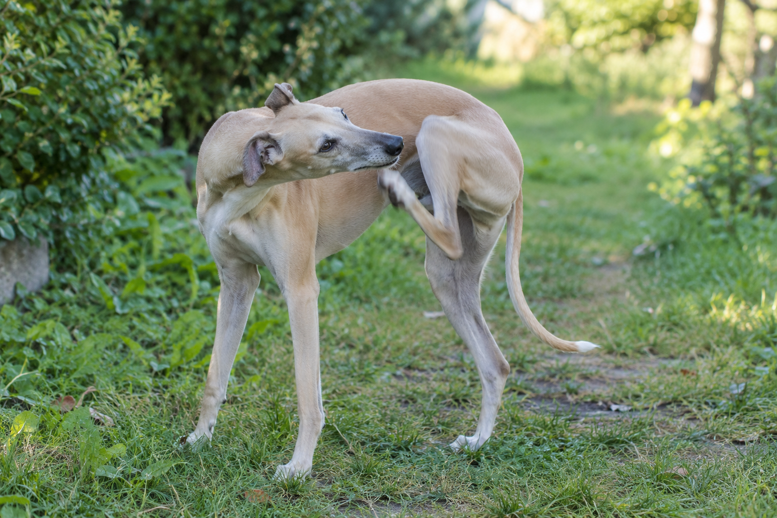 Whippet sa počas prechádzky škriabe za podráždeným uchom